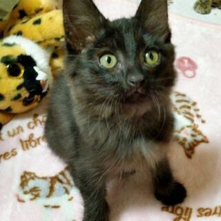 里親さま決まりました
