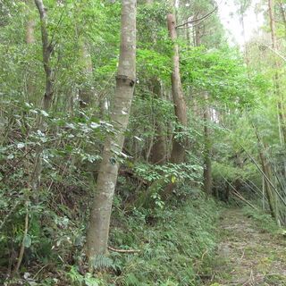 鹿児島市郡山町【売地】現況山林資材置場向き約202坪120万円 - 土地販売/土地売買