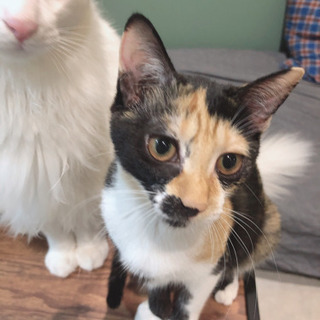 ナルちゃん　ねこカフェでお見合い　♀5ヶ月くらい − 東京都