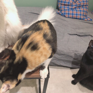 ナルちゃん　ねこカフェでお見合い　♀5ヶ月くらい - 猫