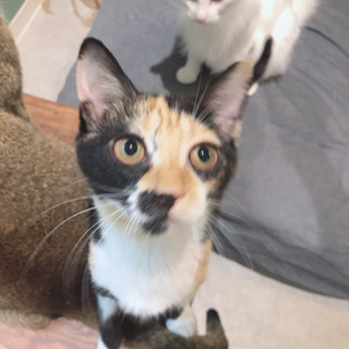 ナルちゃん　ねこカフェでお見合い　♀5ヶ月くらい - 里親募集