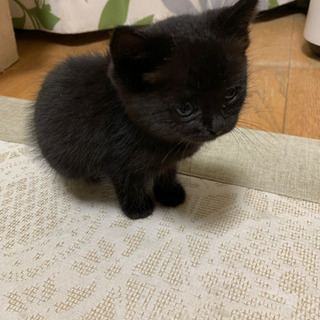 【子猫】の里親様募集します  ☆沢山のお問い合わせありがとうござ...