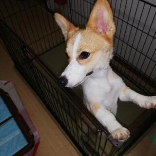 ウェルシュコーギー犬貰って下さい（血統書有り）