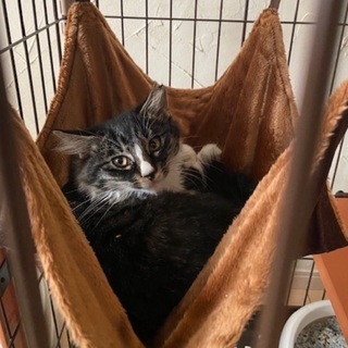 ☆長毛系な美猫ちゃん　女の子☆