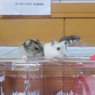 ハムスターの子ども3匹