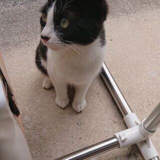 【手術等費用折半可】野良 1歳未満 白黒模様の仔猫 - 川崎市