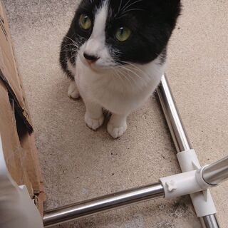 【手術等費用折半可】野良 1歳未満 白黒模様の仔猫 − 神奈川県