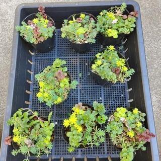 多肉植物 セダムミックス苗の画像