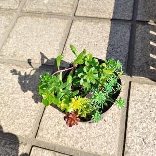 多肉植物 セダムミックス苗の画像