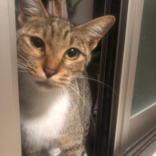 2歳くらいの甘えた猫ちゃんメスです。