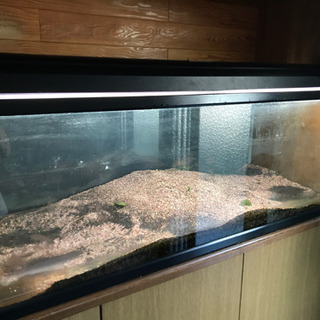 120センチ水槽　決まりました