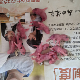 里親募集で投稿更新中の画像