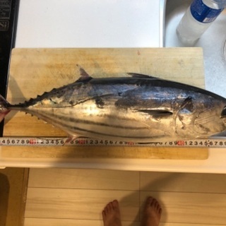 【船釣り仲間大募集】ほとんどが初心者かつ女性です！ - 千代田区