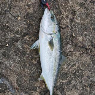 長くお付き合いできる釣り仲間募集！
