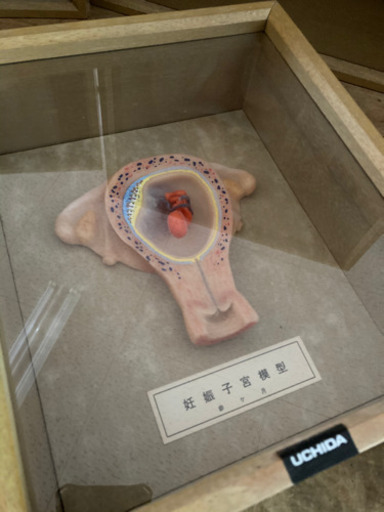 UCHIDA 妊娠子宮模型　お値段相談ください