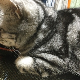 ネコちゃん大好き