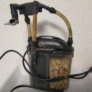60ｃｍ水槽セット　熱帯魚を含むの画像
