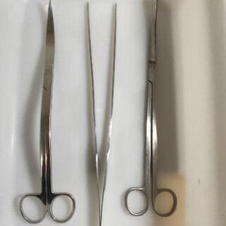 60ｃｍ水槽セット　熱帯魚を含むの画像