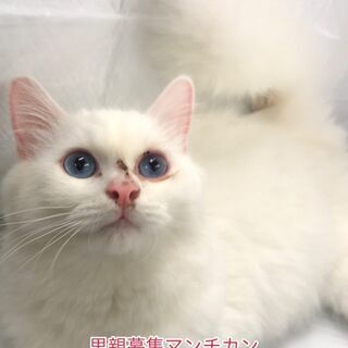 マンチカン　１歳　里親譲渡　アゴはネコ　本文をよくご覧くださいま...