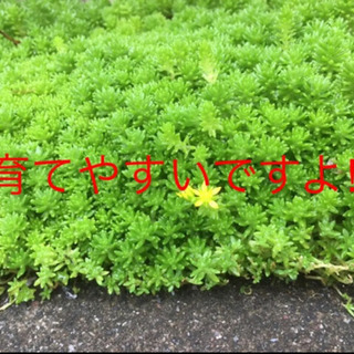セダムカット苗250ｇ！