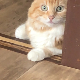 アメリカカール 猫 里親募集