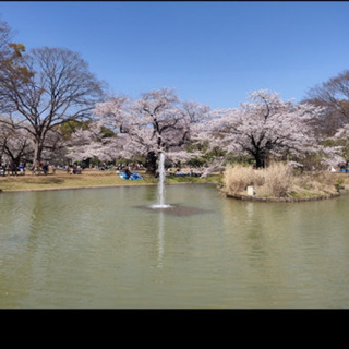 代々木公園を一緒に散歩しませんか？( 日中 1~2時間くらいのつ...