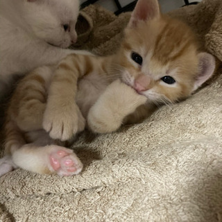 親子猫2匹の里親を募集します。