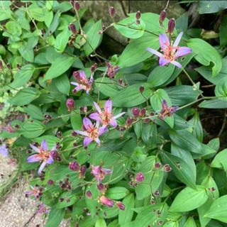 ホトトギス 植物苗 抜き苗