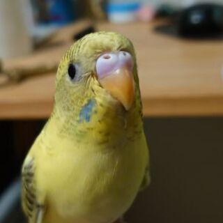 インコを逃してしまいました！