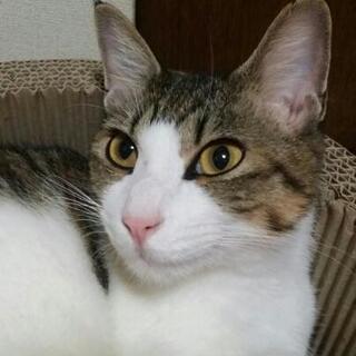 里親募集(きじ白ちゃん)