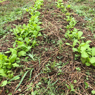 野菜栽培セミナー　無農薬　無肥料　不耕起