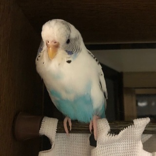 セキセイインコを探しています。