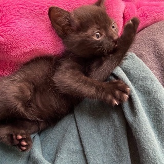 子猫