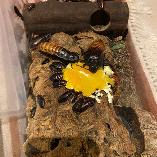 マダガスカルゴキブリ