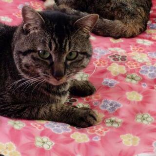 雄猫