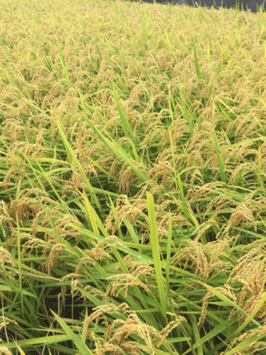 新米☆キヌムスメ☆玄米30キロ