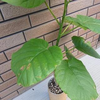 ウンベラータの画像