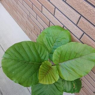 ウンベラータの画像