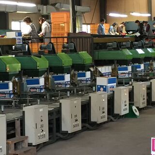 みかん選果作業。（未経験者歓迎）の画像