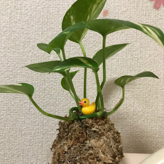 苔玉ひよこちゃん①