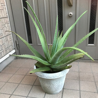 アロエ　鉢植え（黄色い花）食用でも
