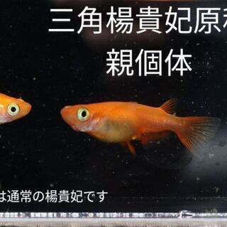 10/25日曜　メダカ販売　タイムセールのお知らせ