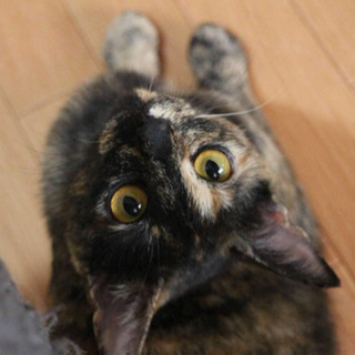 成猫ちゃん里親募集♪