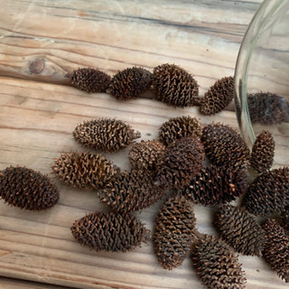 ヤシャブシ(ハンノキ)1個:20円の画像