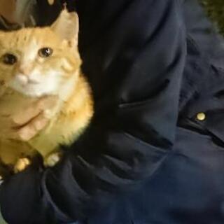 ◆ 一旦 募集は中止します。生後4ヶ月 茶トラ 人ナッツ恋猫ちゃん◆