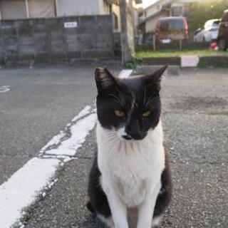 迷子猫　飼い猫　探してます。