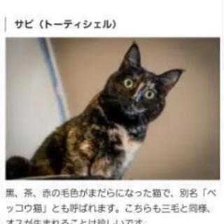 里親さん決定につきいったん終了します。子猫　写真はとれていないの...