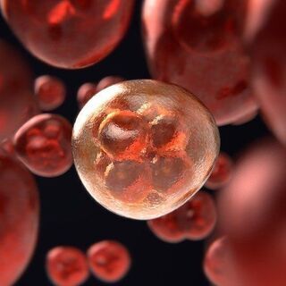 せっかく取った資格で収入なし。それを打破するには「細胞科学セミナー」へ