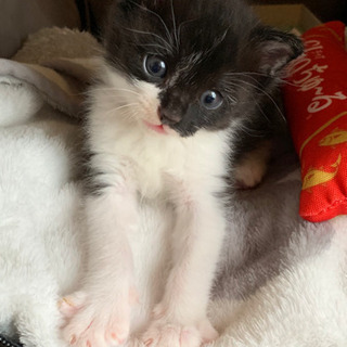 可愛い子猫ちゃんを家族としてむかえてくださる方。可愛いがってくだ...