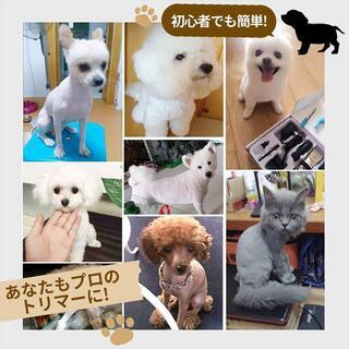 撮影モデルワンちゃん募集♪の画像